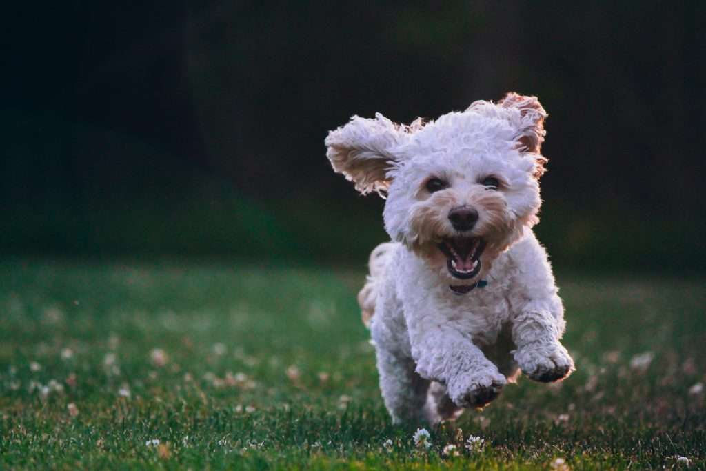small white dog running on green grass